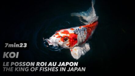 Koi : le poisson roi au Japon